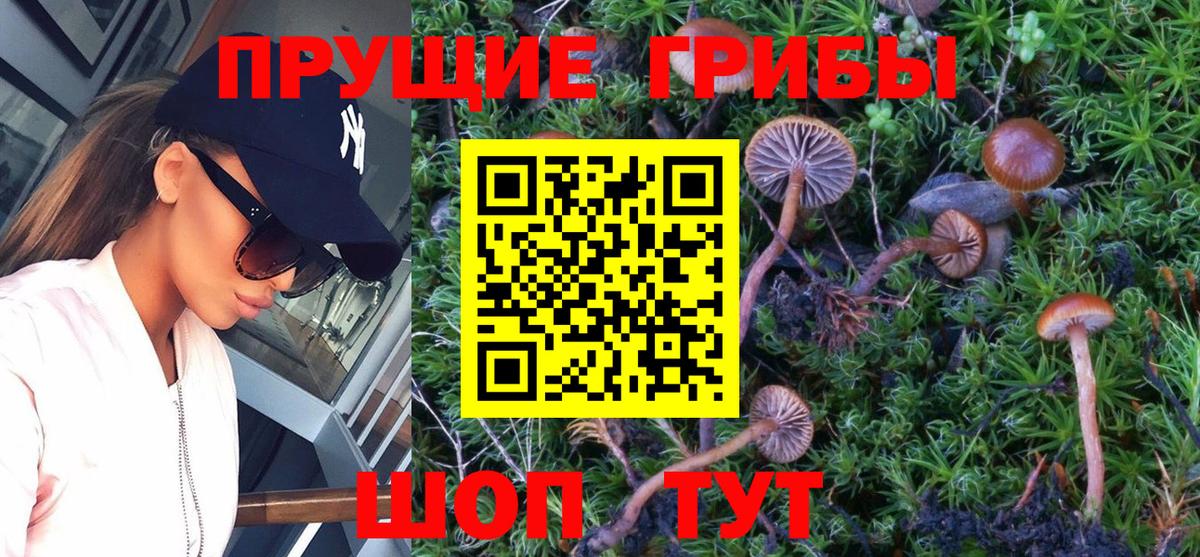 Галлюциногенные грибы Cubensis  Псилоцибиновые грибы мицелий  Энгельс  Вход с VPN 